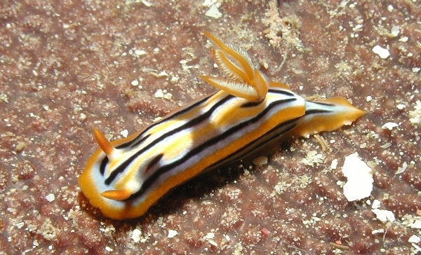 Chromodoris cf strigata